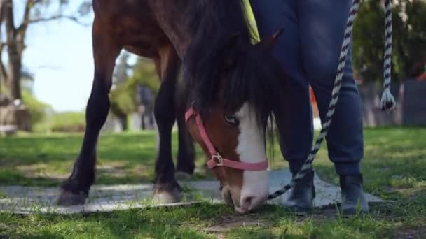 Pony Con Pelo Largo Comiendo Hierba Como Mujer Irreconocible Tamaño — Vídeos de Stock