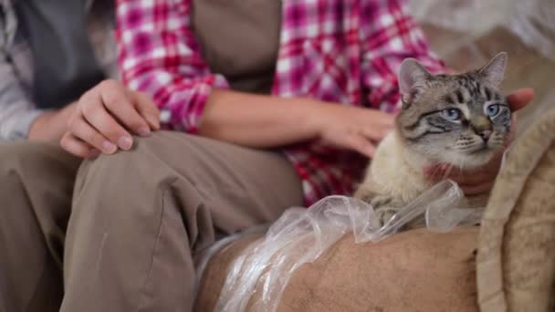 Potret Kucing Yang Santai Dengan Mata Biru Sofa Dengan Tangan — Stok Video