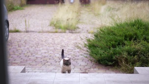 Chlupatá Kočka Pomalu Kráčí Dvorku Vchází Domu Portrét Sebevědomého Domácího — Stock video