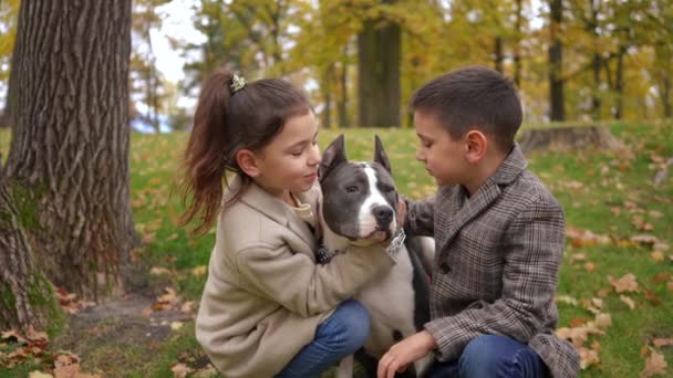 Zoom Retrato Puro American Staffordshire Terrier Com Menino Menina Beijando — Vídeo de Stock