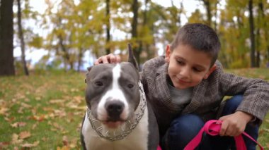 Kameraya bakan sevimli bir çocuğun portresi ve yavaş çekimde esneyen bulanık köpeğe hayran olmak. Safkan Amerikan Staffordshire Teriyeri 'yle poz veren mutlu, kendine güvenen beyaz çocuk çayırda çöreklerin üzerinde oturuyor.