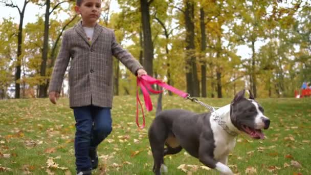 Purebred American Staffordshire Terrier Tirando Chico Caminando Prado Con Perro — Vídeos de Stock