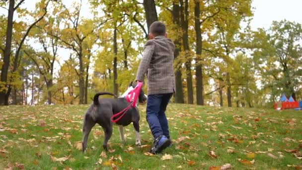Tracking Shot Hyperactive American Staffordshire Terrier Little Boy Walking Uphill — Vídeos de Stock
