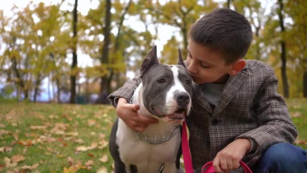 Χαρούμενο Αγόρι Που Φιλάει Καθαρόαιμο Αμερικάνικο Τεριέ Στάφφορντσαϊρ Κάθεται Σκύλο — Αρχείο Βίντεο
