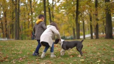 Geniş açılı, hiperaktif mutlu köpek sonbahar parkında çekici bir oğlan ve kızla oynuyor. Heyecanlı evcil hayvan, kız ve erkek kardeşleriyle eğleniyor. Bulutlu bir günde çayır gezintisinin tadını çıkarıyor.