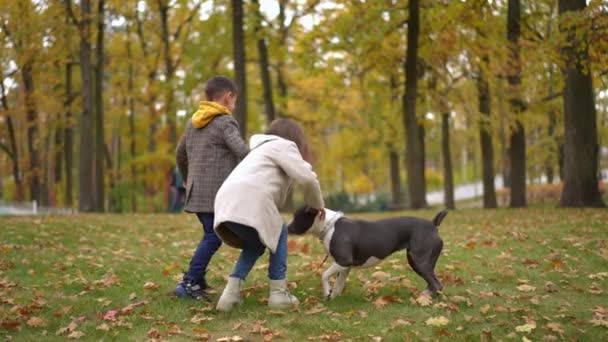 Amplio Tiro Hiperactivo Perro Feliz Jugando Con Encantador Niño Chica — Vídeos de Stock