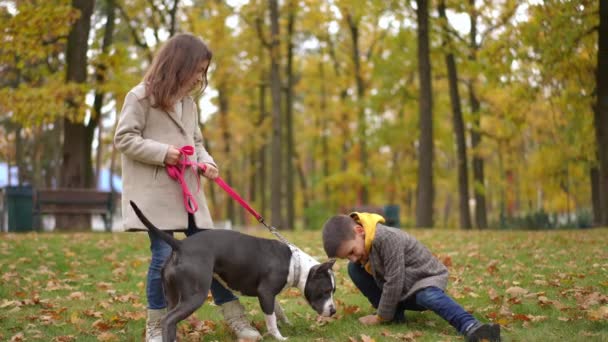 American Staffordshire Terrier Con Correa Jugando Con Niños Niñas Recogiendo — Vídeos de Stock