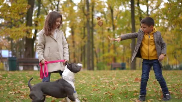 女孩牵着狗的皮带 男孩慢吞吞地把落叶扔在宠物身上 广为流传的无忧无虑的白人朋友们在秋天的公园里尽情享受与动物在一起的闲暇时光 — 图库视频影像