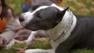 Amerikan Staffordshire Teriyeri düşen yapraklarla oynuyor ve sonbahar parkında bulanık kız ve oğlanla eğleniyor. Hiperaktif köpek beyaz çocuklarla dışarıda dinleniyor.