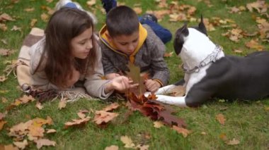 Rahat, beyaz bir erkek ve kız ağır çekimde Amerikan Staffordshire Terrier 'iyle çayırda yatıyor. Mutlu kardeşlerim ve evcil hayvanım çimenlikteki yapraklarla eğleniyorlar.