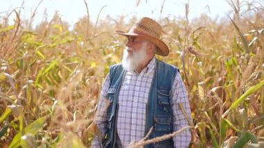 Sakallı yaşlı beyaz adamın portresi arpa tarlasında yürüyor ve ağır çekimde etrafa bakıyor. Ön manzara bebeği, açık havada hasat yapan kendinden emin çiftçiyi vurdu.