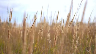 Olgun mahsullerin kökleri sonbahar tarlasında yavaş çekimde hiç insan olmadan hareket ediyor. Dışarıda yetişen altın buğday arpası.