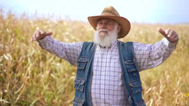 Satisfeito Agricultor Sênior Esticando Mãos Câmera Lenta Campo Trigo Dia — Vídeo de Stock