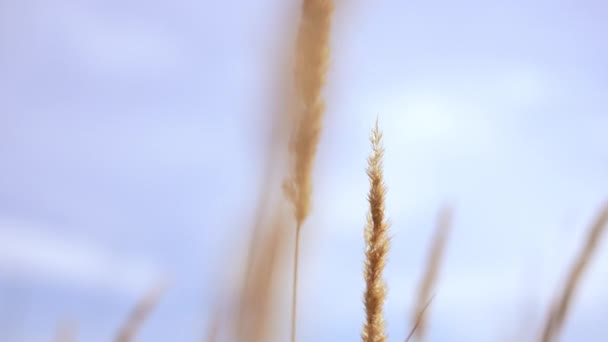 Close Golden Barley Stems Moving Slow Motion Background Cloudless Season — Stok Video