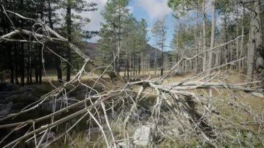 Kameranın geniş çerçevesi, bulutlu mavi bir gökyüzüne karşı ormanı ve dağları görkemli bir şekilde gösteriyor. Ön planda kurumuş bir ağaç var..
