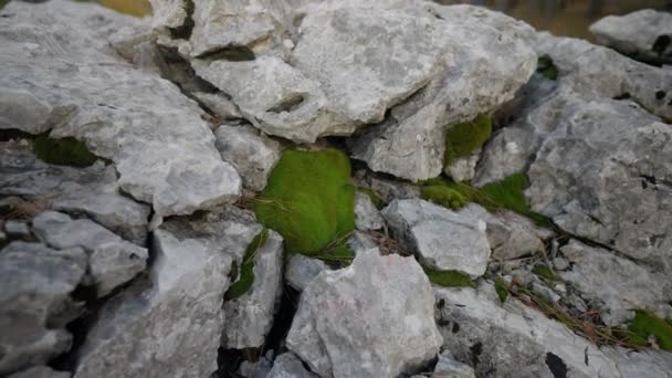 Musgo Verde Escandinavo Crece Sobre Rocas Grises Vista Vivo Cámara — Vídeos de Stock