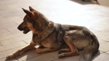 Yakın plan. Güzel bir Alman kurdu parkta bir patikada uzanıyor ve etrafında neler olduğunu yakından izliyor.