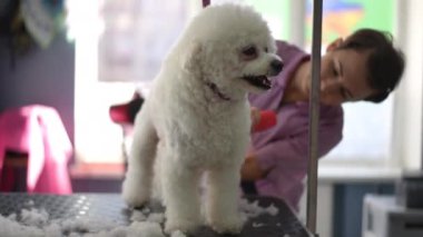 Küçük beyaz bir Bichon Frise köpeği bir kuaförde köpek makasıyla tımar ediliyor. Özel bir kuaförde profesyonel köpek bakımı