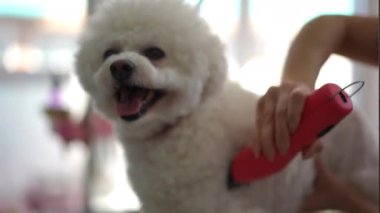 Bir Bichon Frise köpeği bir köpek makasıyla kuaförde tımar ediliyor. Bir kuaförde profesyonel köpek bakımı. Yakın plan.