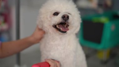Küçük beyaz bir Bichon Frise köpeği sakince otururken profesyonel bir kadın kuaför bir kuaförde saçını kırpıcı ile kesiyor. Yakın plan.