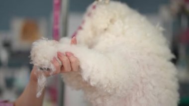 Bir kuaför kuaförde saçını keserken beyaz bir Bichon Frise köpeği sakince duruyor. Yakın plan.