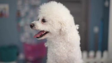 Beyaz bir Bichon Frise köpeği sahibini gözetirken bir kadın kuaför kırpılmış kürkü çıkarır ve bir kuaförde cep telefonuyla konuşur.