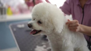 Dişi bir tımarcı, bir köpek makası kuaförde beyaz bir Bichon Frise köpeğini kırptıktan sonra kalan kürkü dikkatlice tarar. Yakın plan..