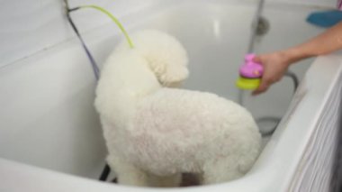 Bir kadın kuaför, bir kuaförde saç tıraşı olduktan sonra beyaz Bichon Frise köpeğini yıkamadan önce, doğru sıcaklıkta suyun duştan akmasını bekler. Yakın plan..