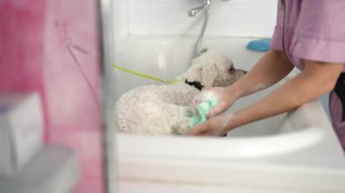 Profesyonel bir kadın kuaför, evcil hayvan bakım salonunda küçük beyaz bir Bichon Frise köpeğini şampuanlıyor.