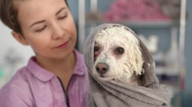 Yakın plan. Beyaz Bichon Frise köpeği, banyo yaptıktan sonra havluya sarılmış, bir kuaförde kadın tımarcının yanında.