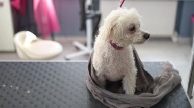 Beyaz Bichon Frise köpeği, modern bir kuaförde banyo yaptıktan sonra havluya sarılmış bir şekilde bir bakım masasının üzerinde tasma takar. Köpek patilerinin üzerinde durarak kalan sudan kurtulur..
