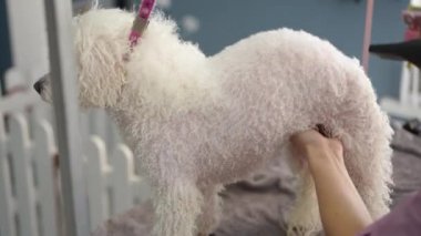 Beyaz bir Bichon Frise köpeği banyo yaptıktan sonra bir tasmayla ayakta duruyor. Bir kadın kuaför kuaförde ıslak bir köpeği saç kurutma makinesiyle kurutur. Yakın plan..