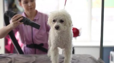 Beyaz bir Bichon Frise köpeği bir tımar masasında duruyor. Dişi bir tımarcı ıslak bir köpeği saç kurutma makinesiyle kurutur.