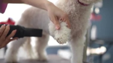 Dişi bir tımarcı, küçük beyaz bir Bichon Frise köpeğinin üzerinde ıslak bir patiyi kurutur. Yakın plan.
