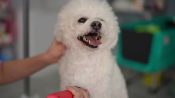 Small White Bichon Frise Dog Sits Calmly While Professional Female — Stock Video