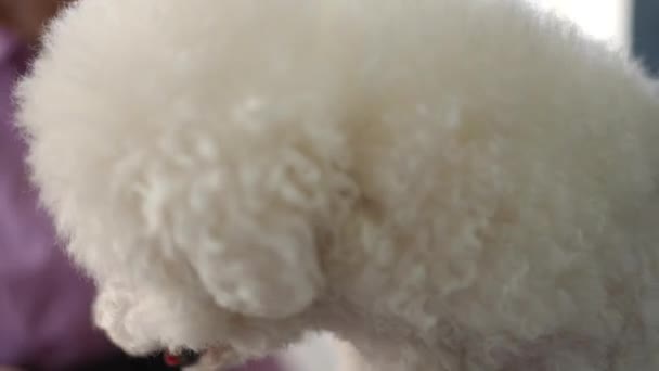 Yakın Plan Dişi Bir Kuaför Kuaförde Köpek Makasının Beyaz Bir — Stok video