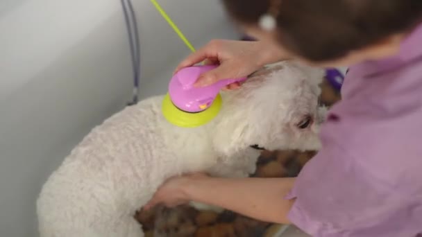 Female Groomer Bathes White Bichon Frise Dog Haircut Visit Grooming — Stock Video