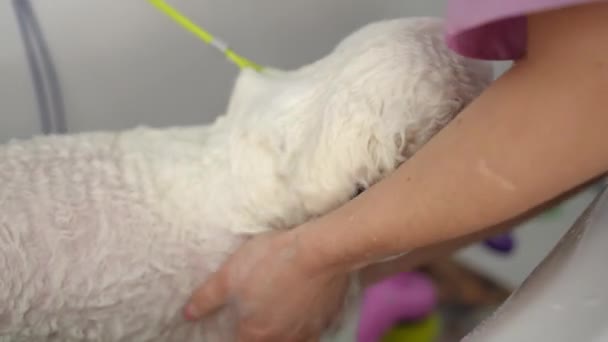 Professionell Kvinnlig Putsare Badar Vit Bichon Frise Hund Med Schampo — Stockvideo