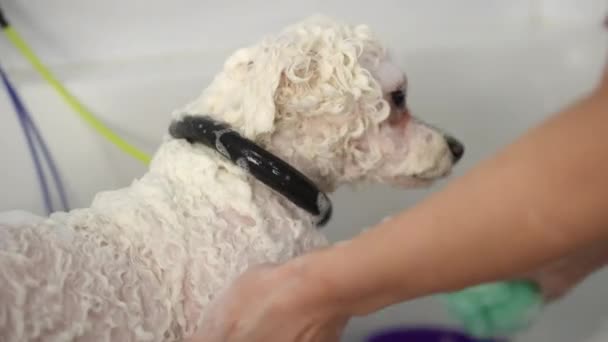 Banyoda Tasmalı Beyaz Bir Bichon Frise Köpeği Bir Kuaförde Yıkama — Stok video