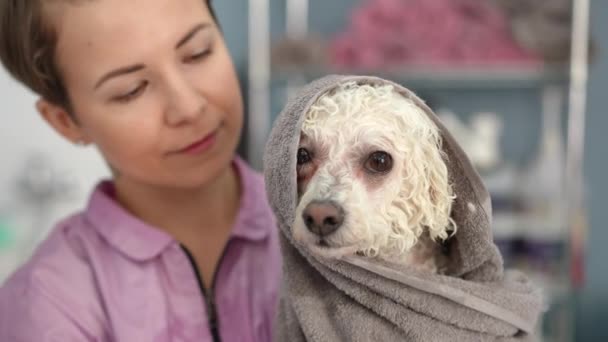 Close White Bichon Frise Dog Wrapped Towel Bathing Female Groomer — Stock Video