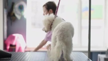 Bir kadın kuaför, modern bir tımar salonundaki bir bakım masasında duran beyaz bir Bichon Frise köpeğine merhem sıkar.