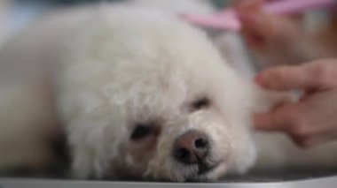 Bir kadın tımarcı, bir bakım stüdyosundaki bakım masasında yatarken beyaz bir Bichon Frise köpeğini dikkatlice fırçalar. Yakın plan..