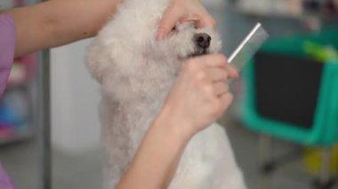 Dişi bir tımarcı, beyaz bir Bichon Frise köpeğinin yüzünü dikkatlice tarar ve eliyle nazikçe tutar. Bir köpek bakım stüdyosunda oturuyor..