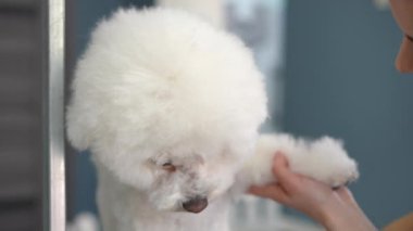 Şirin beyaz Bichon Frise köpeği dişi bir kuaför tarafından taranıp kurutuluyor. Bir köpek yarışmaya katılmadan önce bir bakım stüdyosunda oturur. Yakın plan..