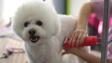 Şirin beyaz bir Bichon Frise köpeği bir kadın kuaför tarafından kırpılıyor. Bir köpek yarışmaya katılmadan önce bir bakım stüdyosunda oturur. Yakın plan..