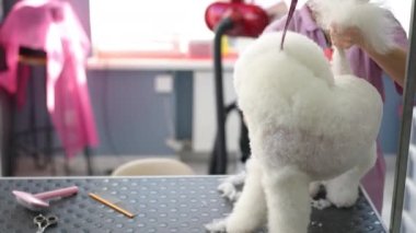 Profesyonel bir kadın kuaför, kırpıcı kullanarak şirin beyaz bir Bichon Frise köpeğinin kürkünü buduyor. Modern bir tımar stüdyosunda tımar masasında duran bir köpek. Yakın plan..