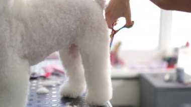 Modern bir tımar stüdyosunda beyaz bir Bichon Frise köpeği tımar masasında duruyor. Profesyonel bir kadın kuaför köpeklerin arka ayaklarını makasla keser. Yakın plan..