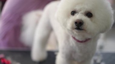 Beyaz bir Bichon Frise köpeği bir tımar masasında duruyor ve kameraya bakıyor, profesyonel bir tımarcı ise kürkü köpeklerin arka bacaklarında makasla kesiyor. Yakın plan..