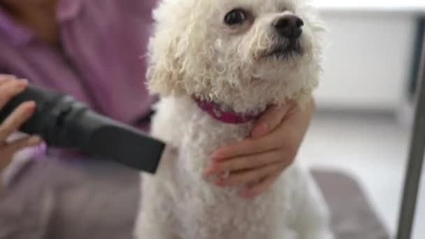Föna Vit Bichon Frise Hund Modern Grooming Salong Närbild — Stockvideo