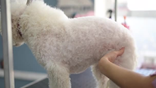 Female Groomer Combs Same Time Blow Dries Paw White Bichon — Stock Video